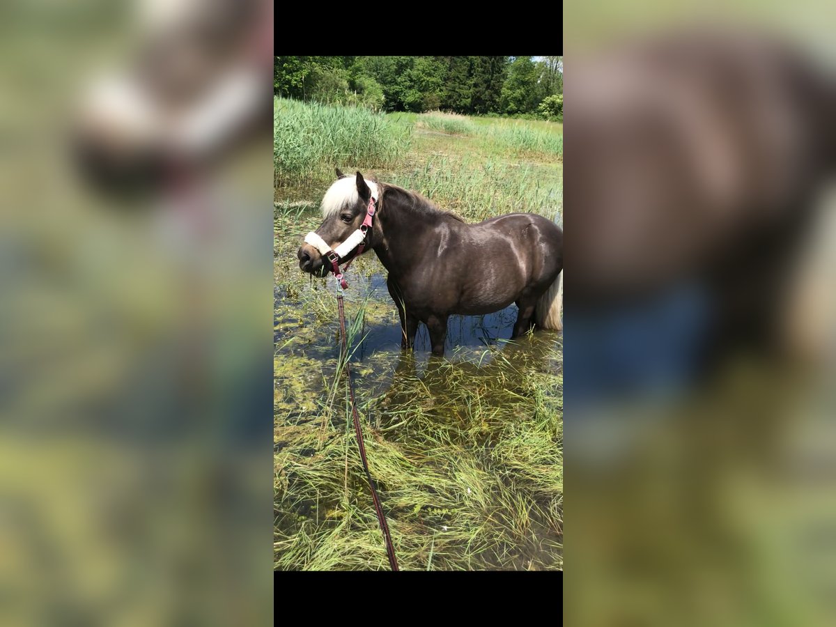 Classic Pony Mix Mare 15 years 12,1 hh Brown in Philippsburg