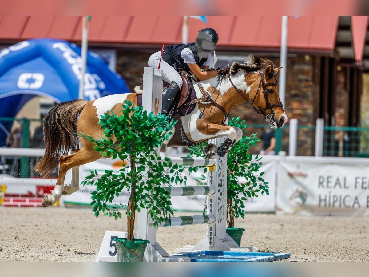 Classic Pony Mare 17 years 13,2 hh Pinto in Castellon De La Plana/Castello De La Pla