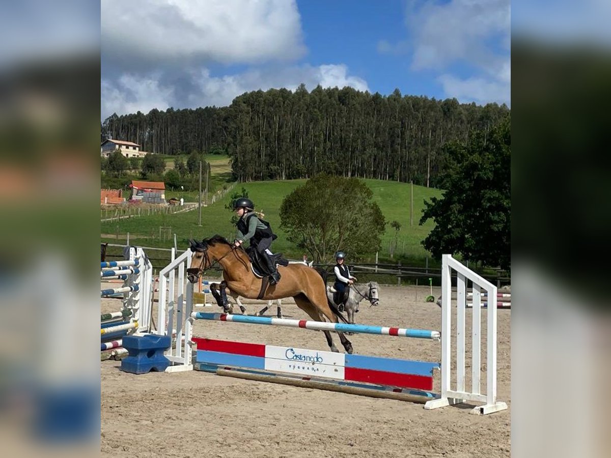 Classic Pony Mare 19 years 12,2 hh Dun in Elechas