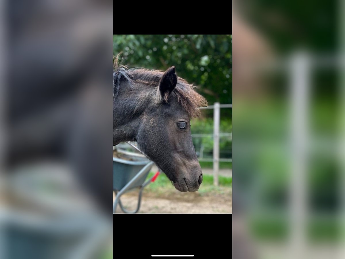 Classic Pony Mare 1 year 11,1 hh Black in Müllheim