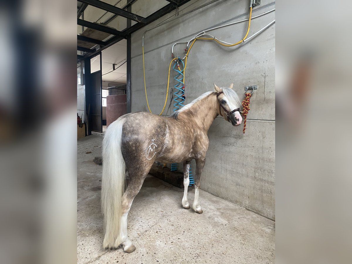 Classic Pony Mix Mare 4 years 11,1 hh Pearl in Anchuelo