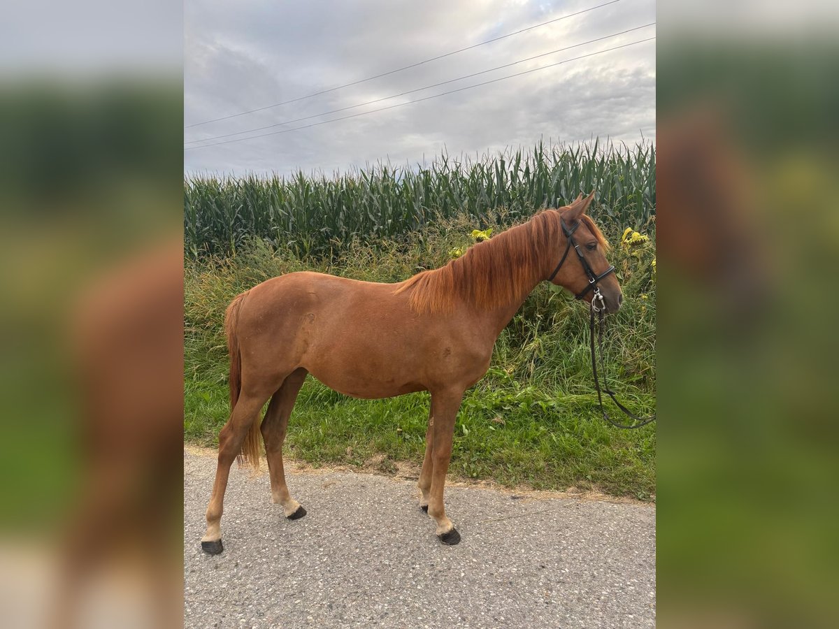 Classic Pony Mare 4 years 13,1 hh Chestnut-Red in Uttendorf
