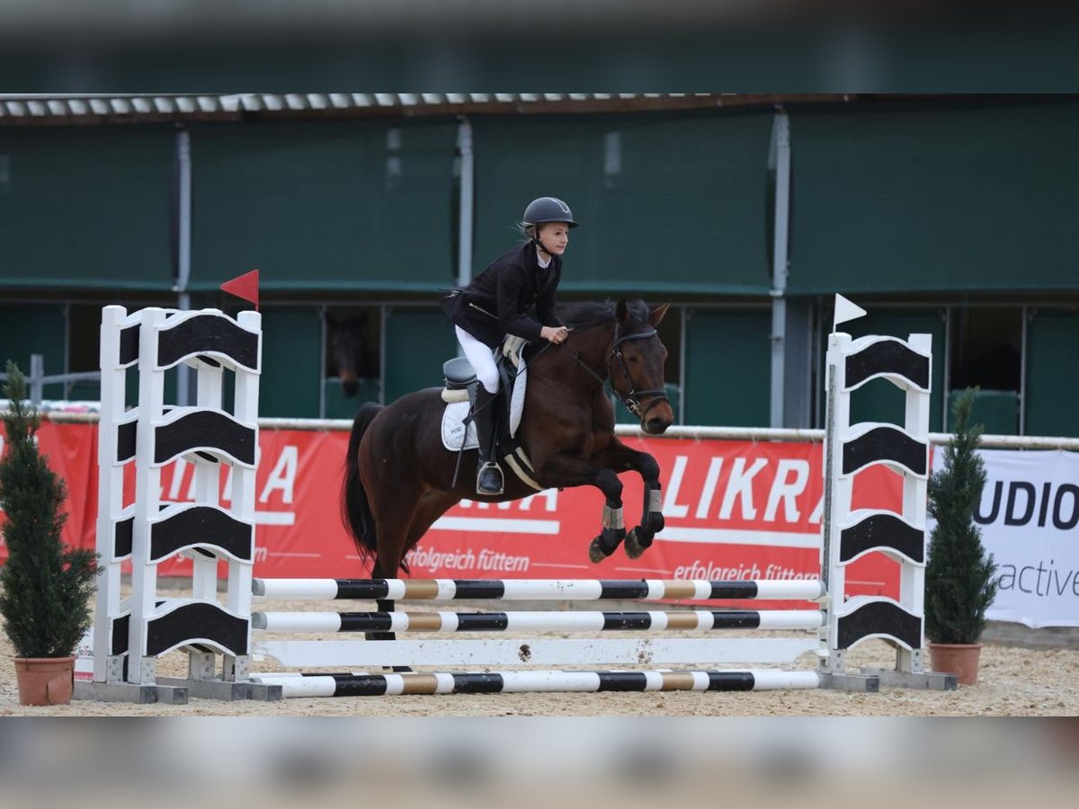 Classic Pony Mix Mare 4 years 14,2 hh Brown in Uttendorf
