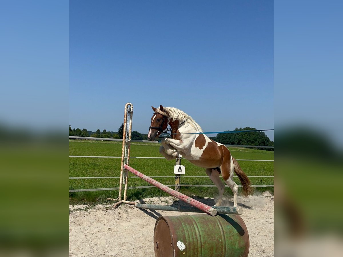 Classic Pony Mare 4 years 14,2 hh Pinto in Uttendorf