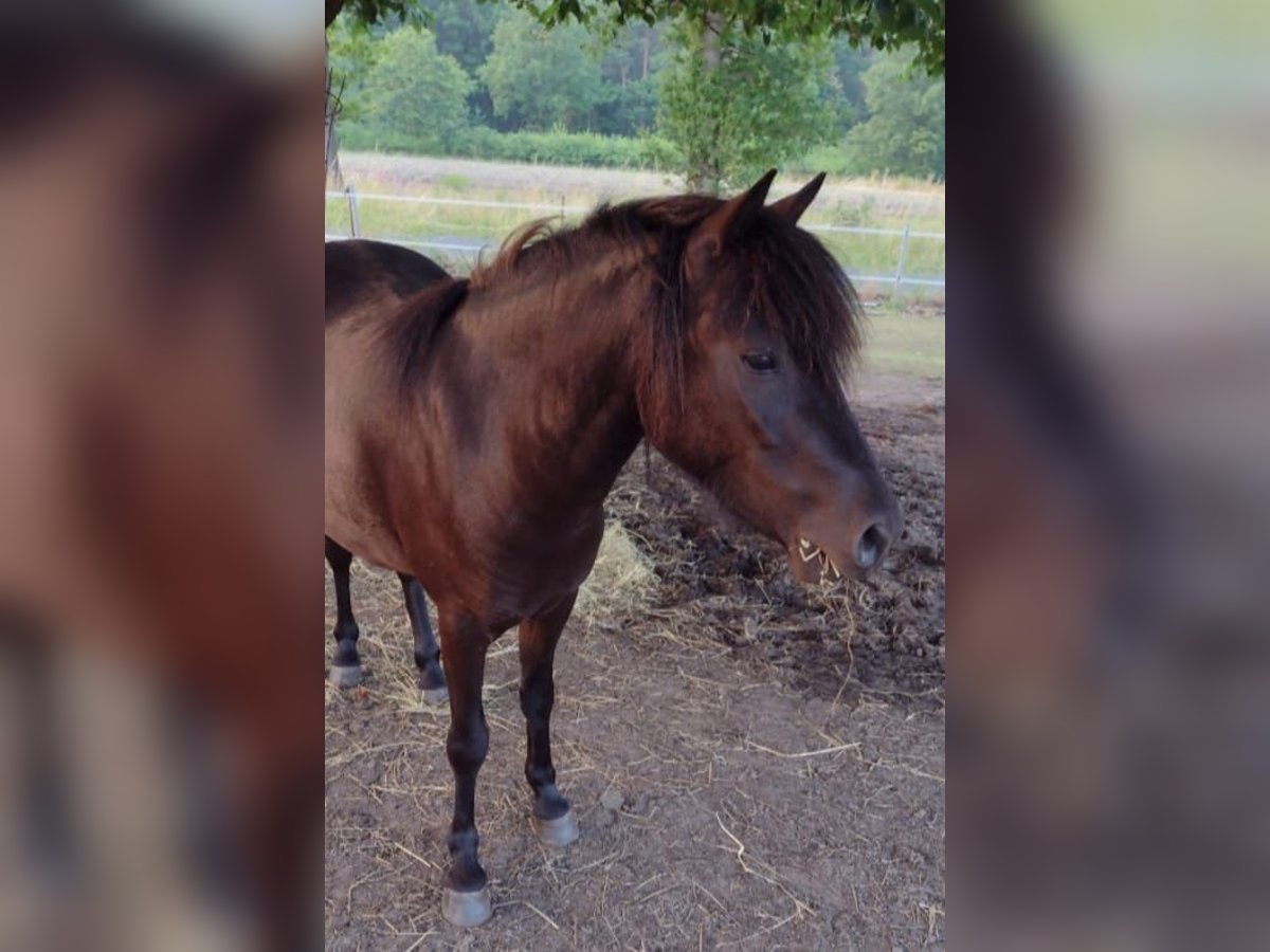 Classic Pony Mare 5 years 11,1 hh Black in Hille