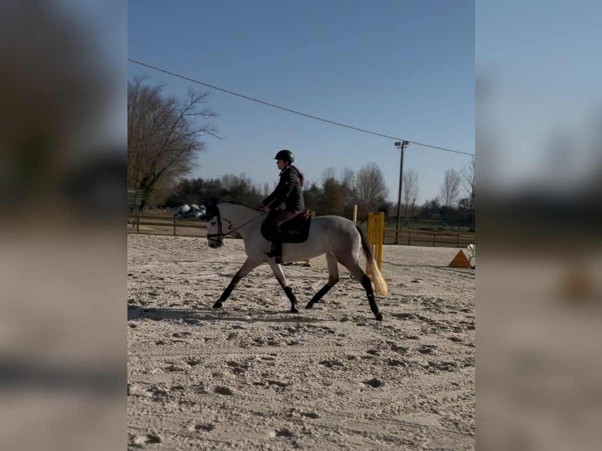 Classic Pony Mare 5 years 14,1 hh Gray in Saint-Pardoux-du-Breuil