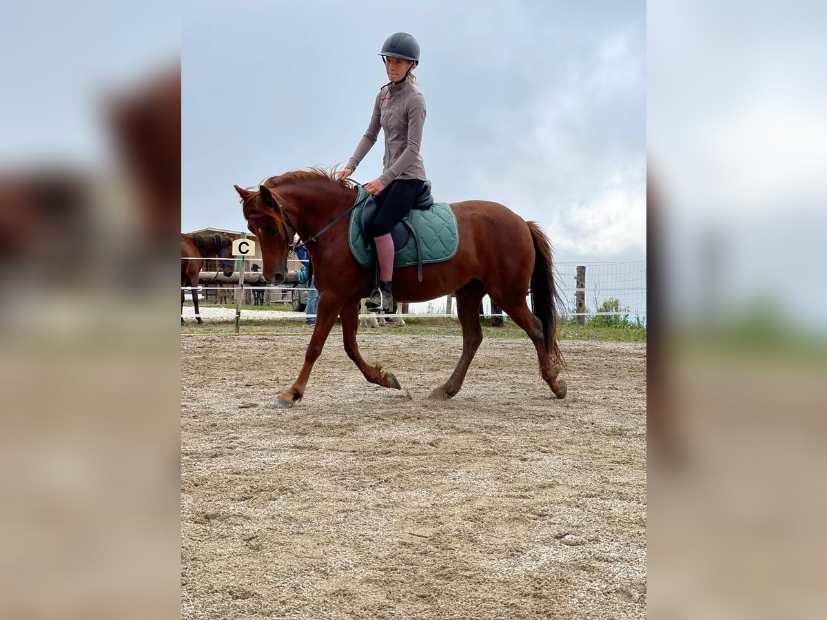 Classic Pony Mare 8 years 11,2 hh Chestnut-Red in Diex