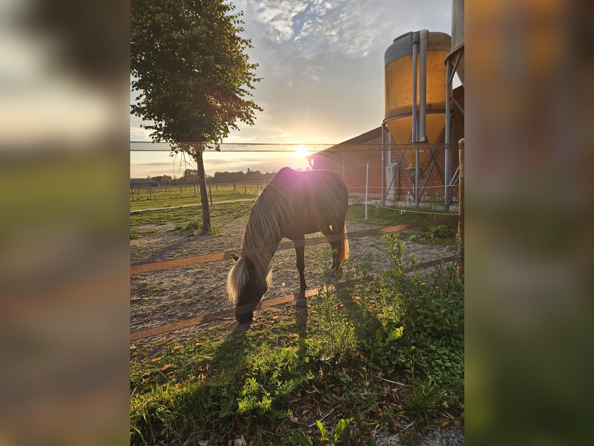 Classic Pony Mare 9 years 11 hh Dun in Kranenburg