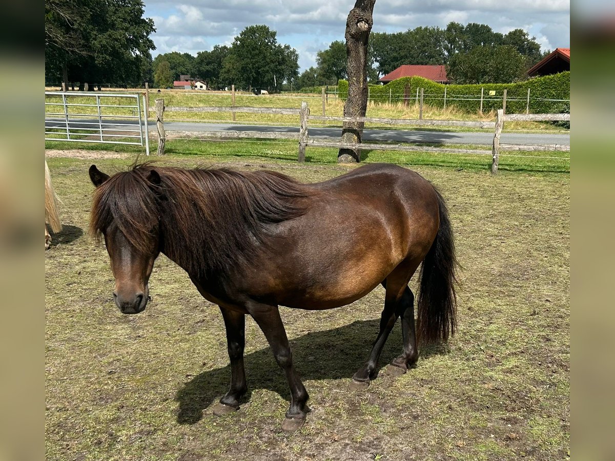 Classic Pony Merrie 11 Jaar 110 cm Zwartbruin in Steinau