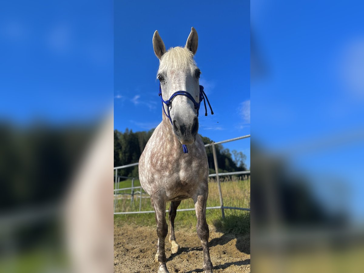 Classic Pony Mix Merrie 14 Jaar 155 cm Vliegenschimmel in Thalgau Egg