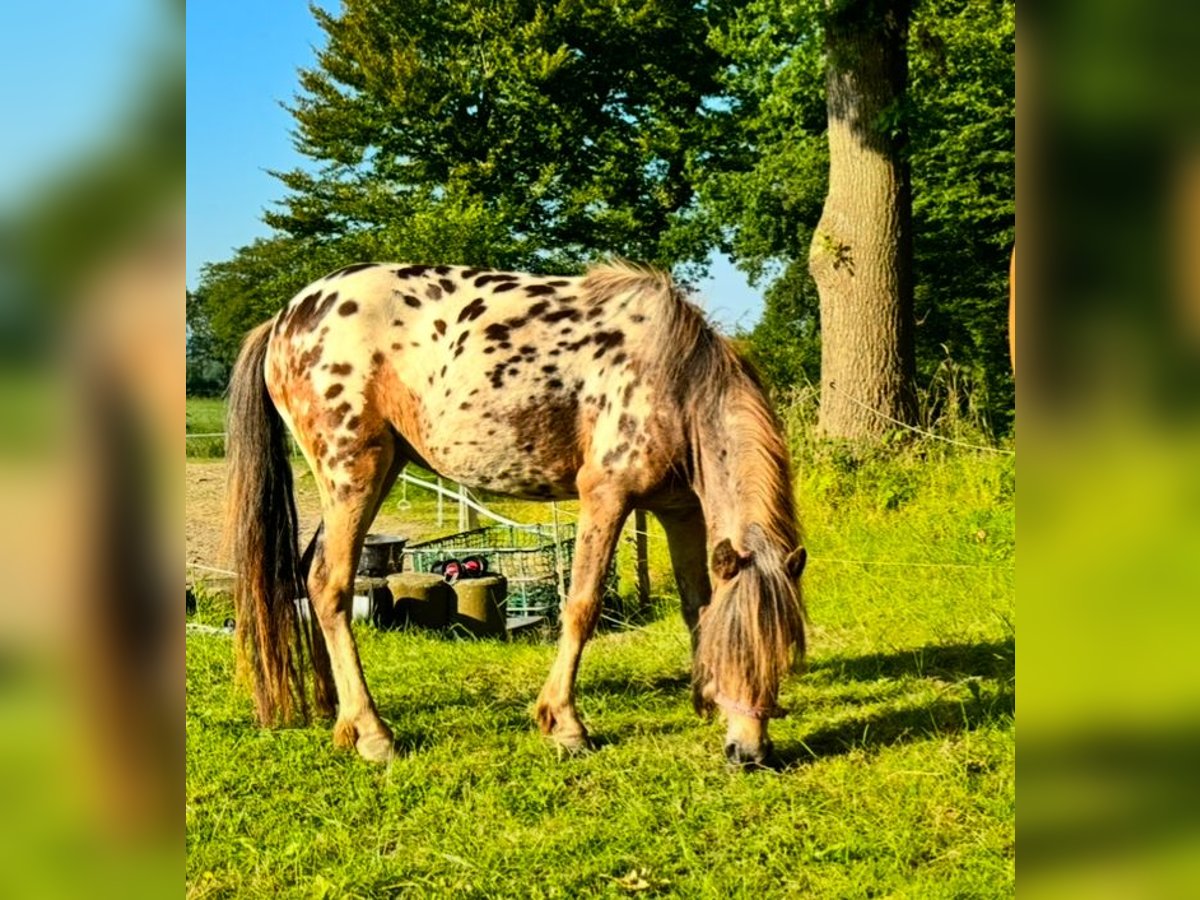 Classic Pony Merrie 3 Jaar 103 cm Appaloosa in Schwabstedt