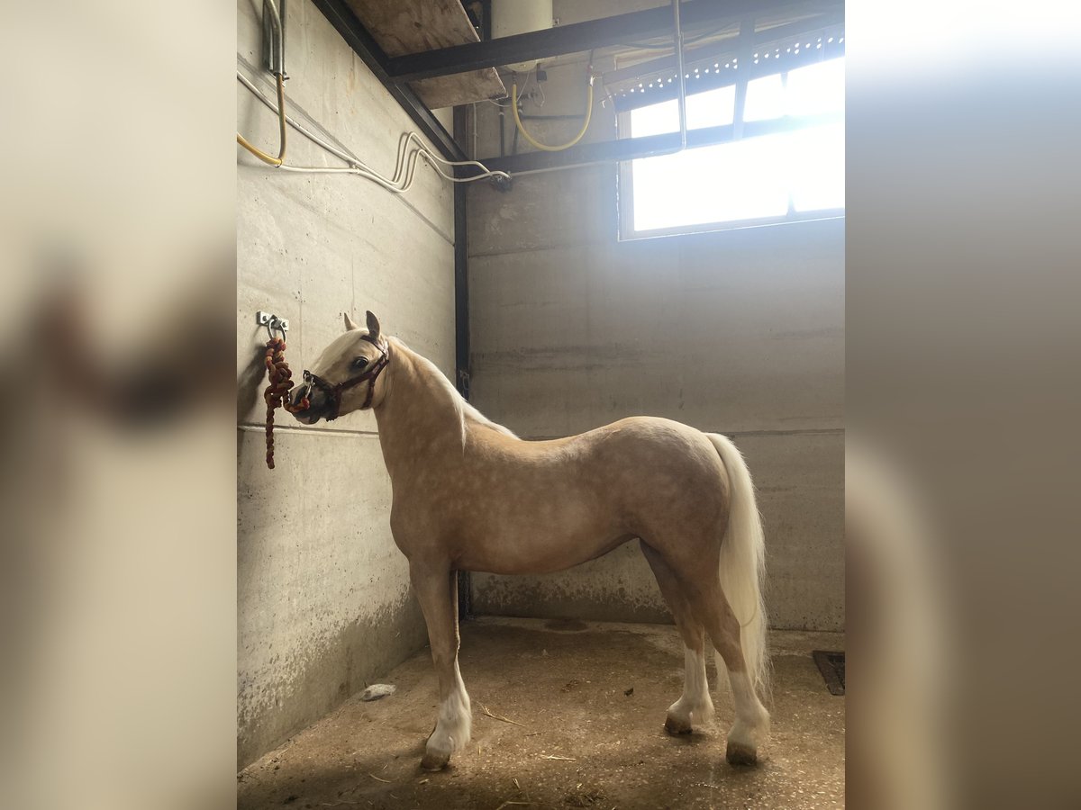 Classic Pony Mix Merrie 4 Jaar 120 cm Pearl in Anchuelonchuelo