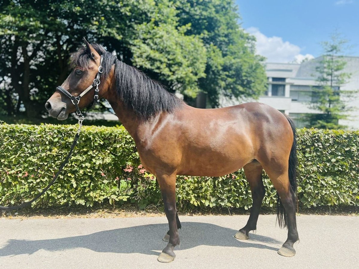 Classic Pony Merrie 7 Jaar 125 cm Donkerbruin in Dietikon