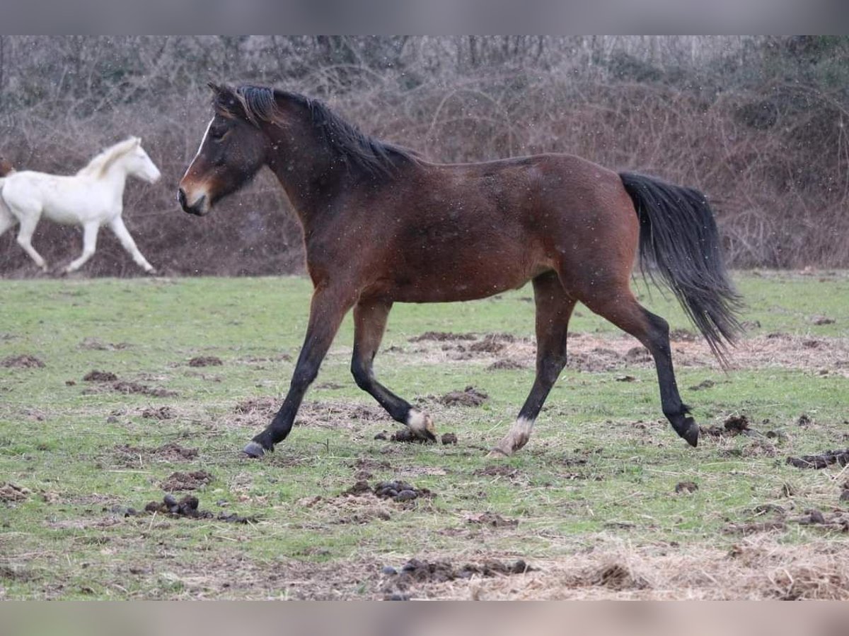 Classic Pony Mix Merrie 9 Jaar 137 cm Donkerbruin in Tosse