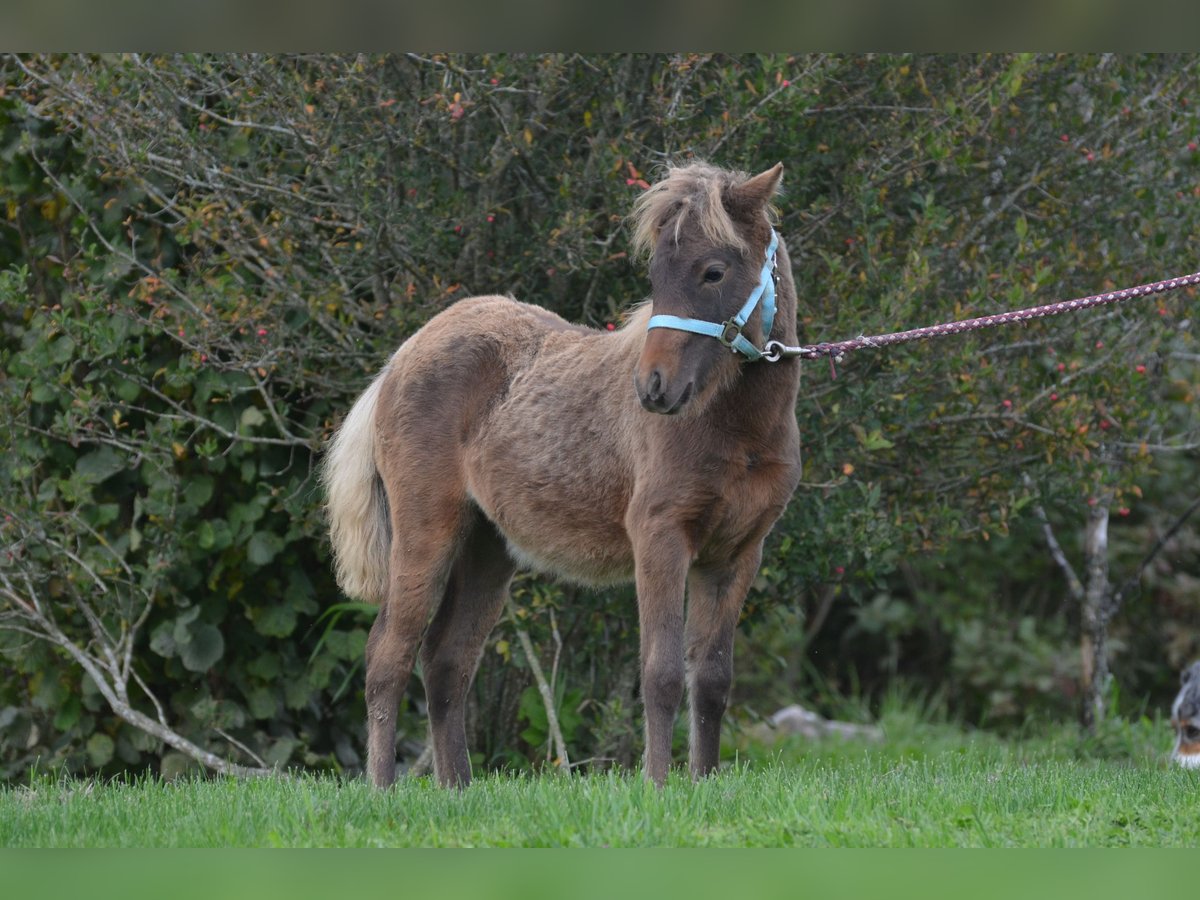 Classic Pony Merrie veulen (01/2024) 110 cm Donkerbruin in Aitrang