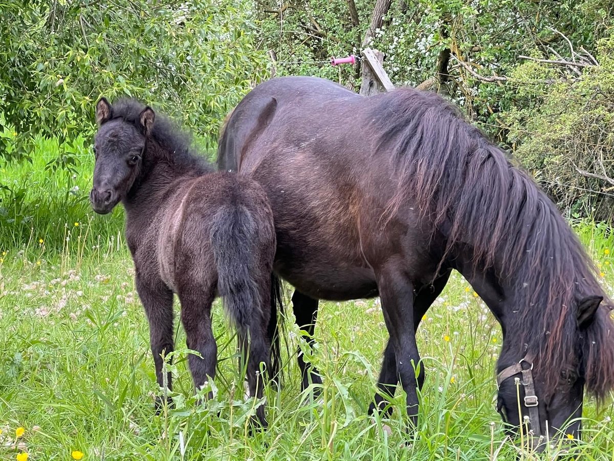 Classic Pony Ogier  110 cm Tarantowata in Grimmen
