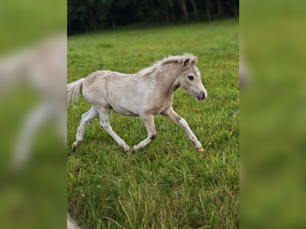 Classic Pony Ogier Źrebak (05/2025) Jelenia in Heringsdorf