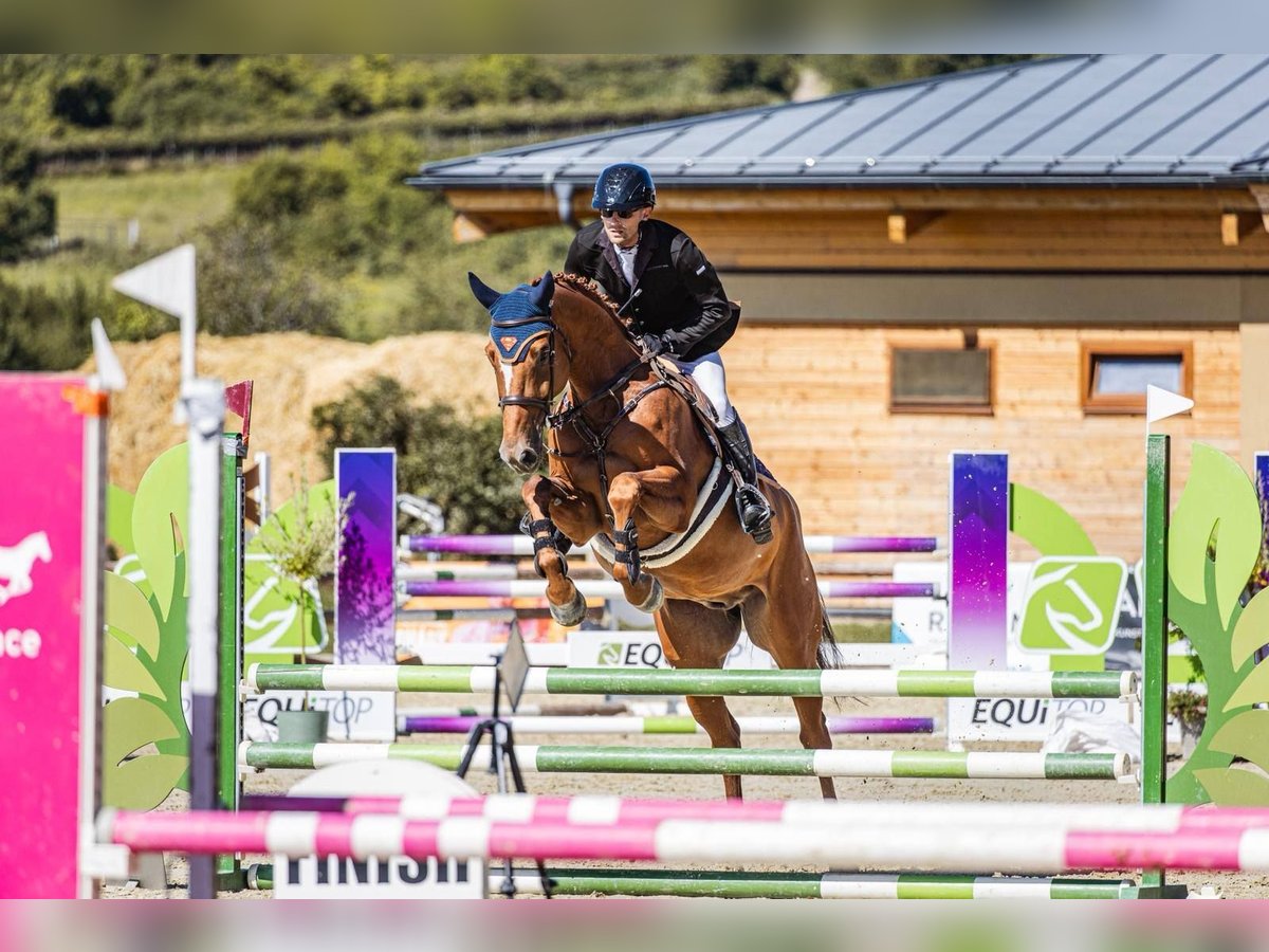 Classic Pony / Pony Classico Castrone 6 Anni 170 cm Sauro scuro in Brno