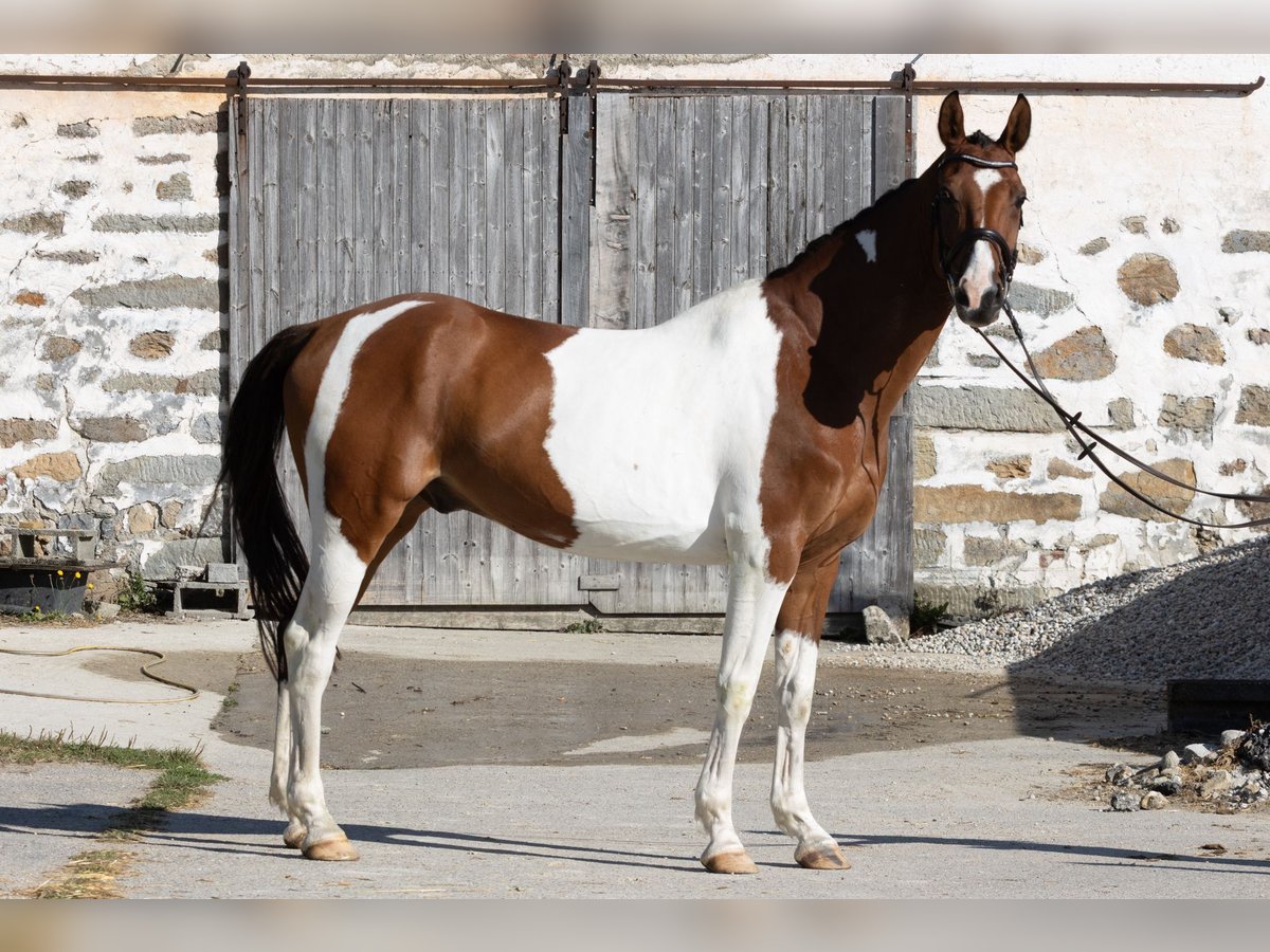 Classic Pony / Pony Classico Castrone 7 Anni 167 cm Pezzato in Traidendorf