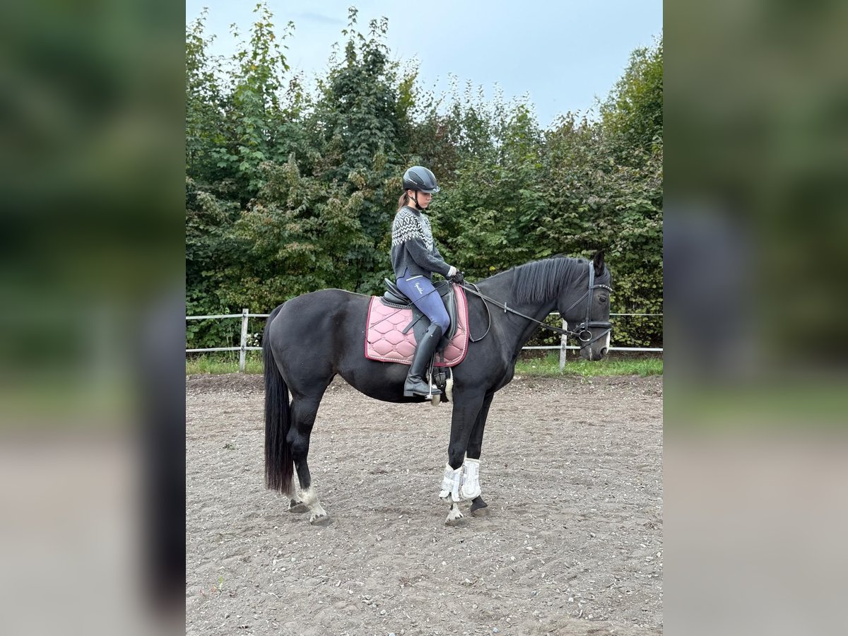 Classic Pony / Pony Classico Giumenta 18 Anni 163 cm Baio scuro in Paternion