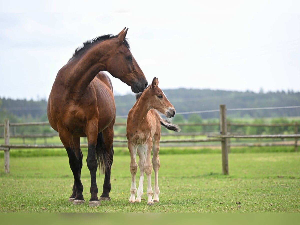 Classic Pony / Pony Classico Giumenta 19 Anni 171 cm Baio ciliegia in PRIBRAM