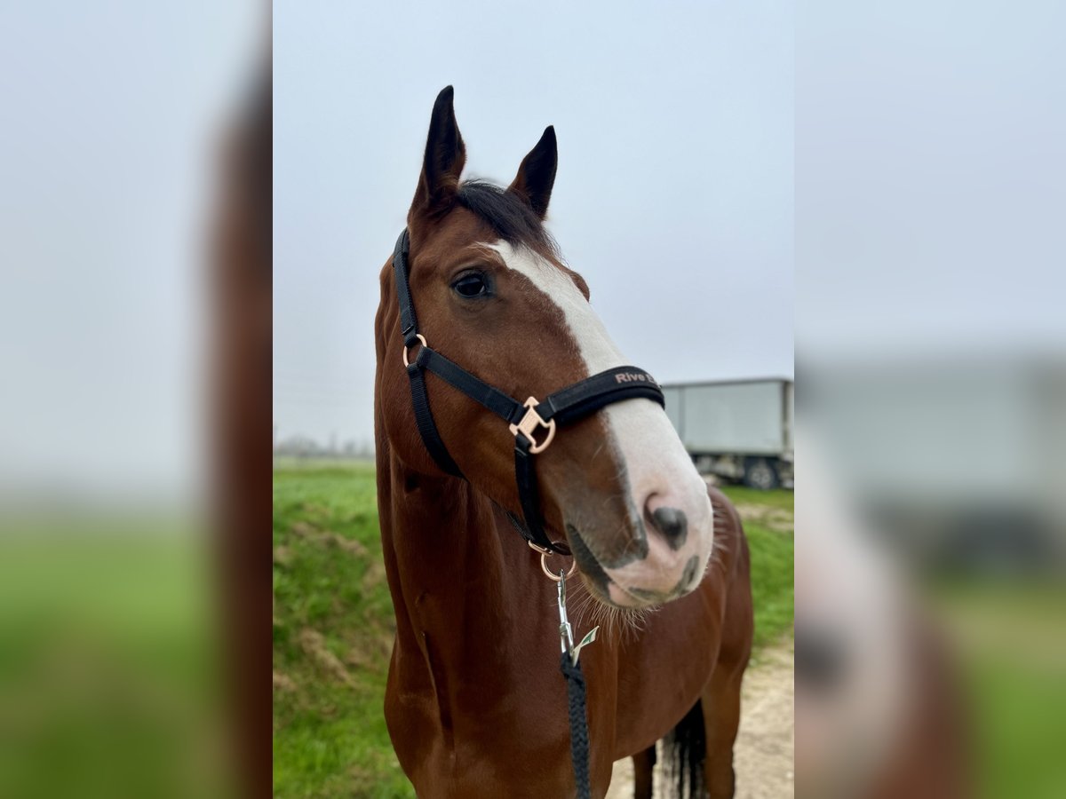 Classic Pony / Pony Classico Giumenta 5 Anni 174 cm Baio in B&#xE4;tterkinden