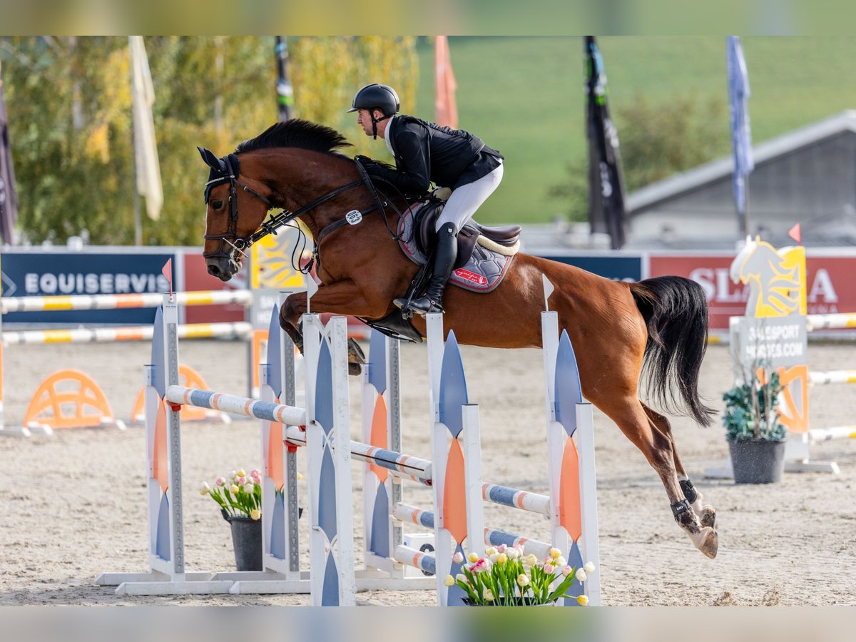 Classic Pony / Pony Classico Giumenta 7 Anni 173 cm Baio in Židovice