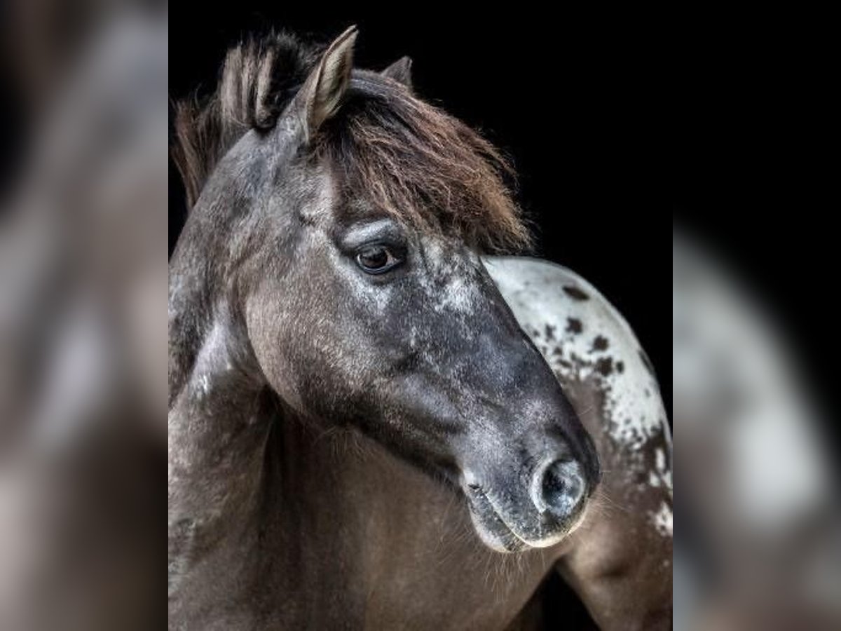 Classic Pony Ruin 10 Jaar 127 cm Donkerbruin in Pontevedra