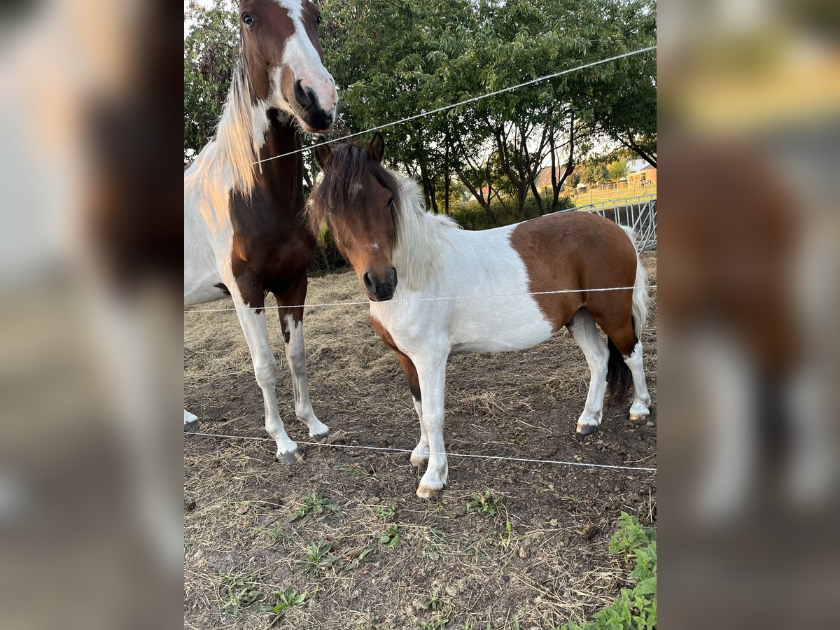 Classic Pony Mix Ruin 9 Jaar 114 cm Gevlekt-paard in Karlshagen