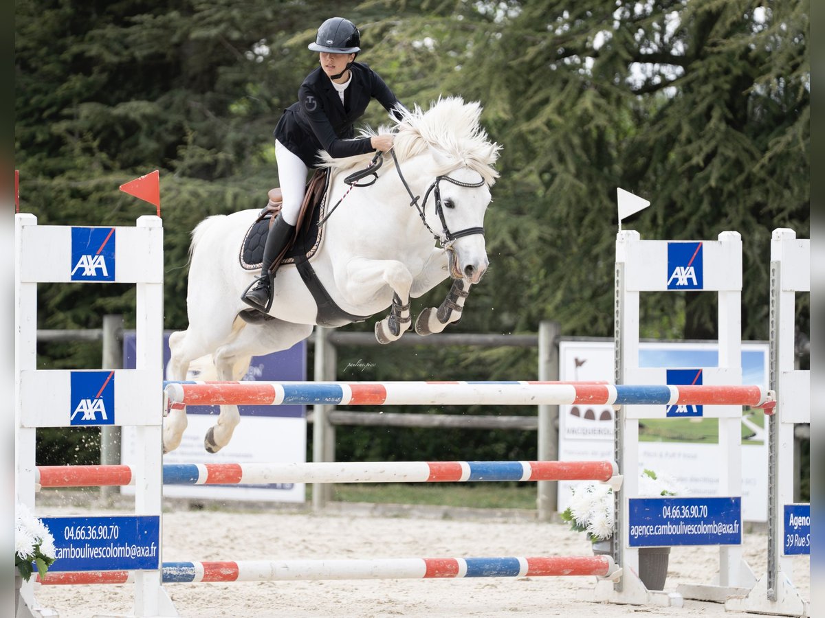 Classic Pony Mix Stallion 10 years 14,1 hh Grey in Montpellier
