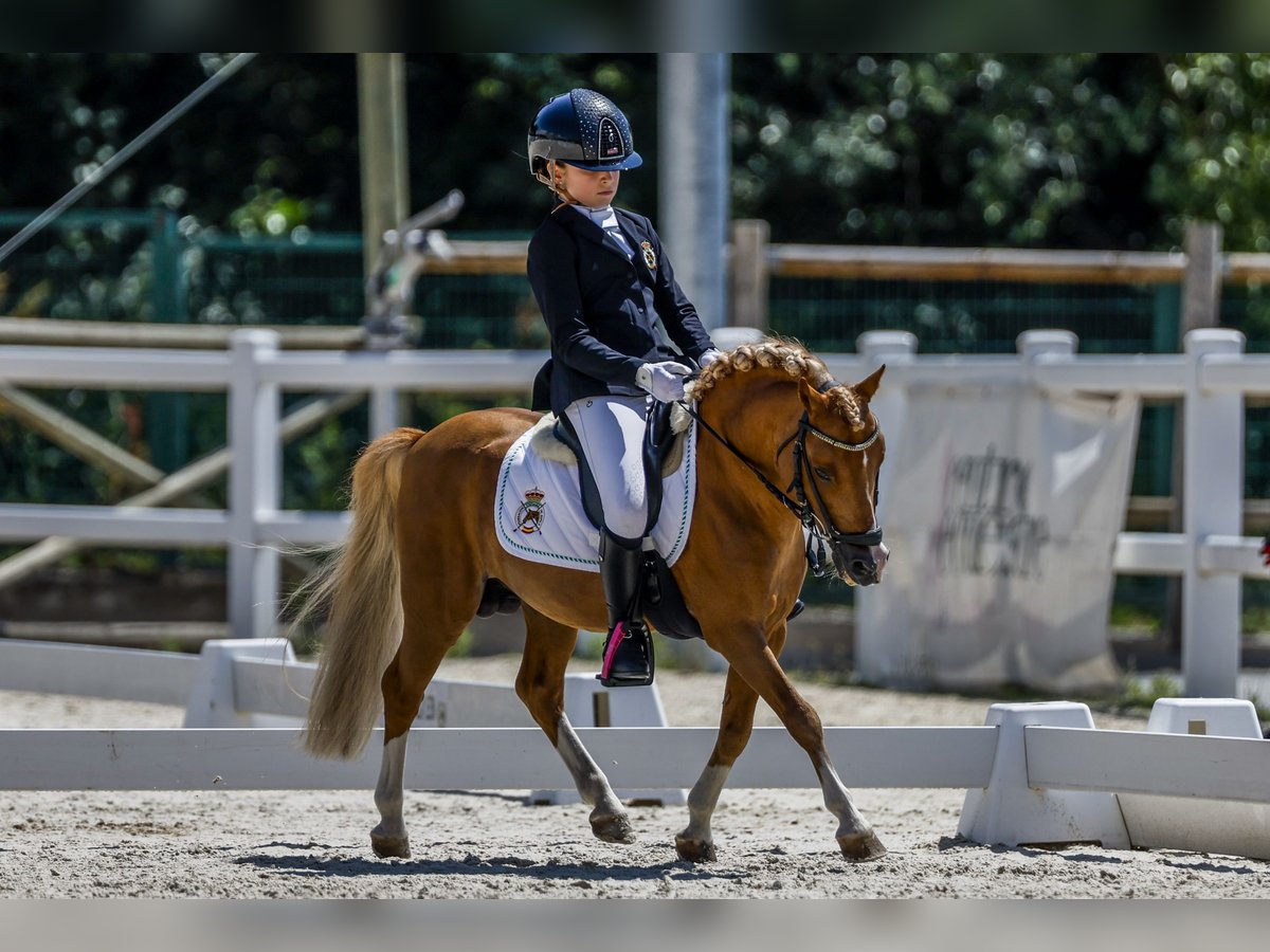 Classic Pony Stallion 16 years 10 hh Chestnut-Red in Almeria