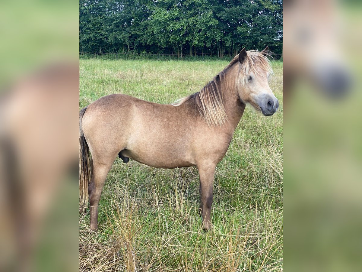 Classic Pony Stallion 1 year Buckskin in Lingen