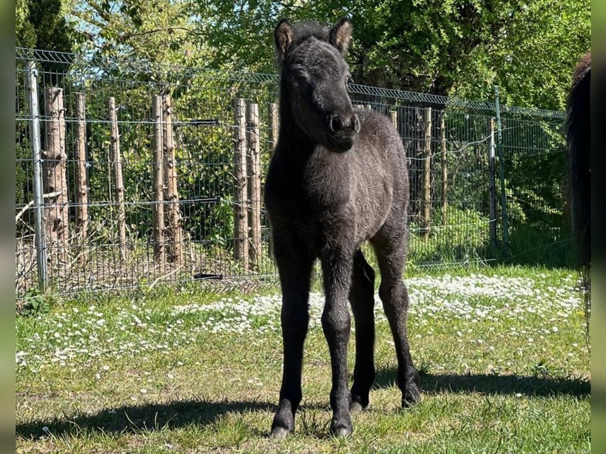 Classic Pony Stallion  10,2 hh Black in Grimmen