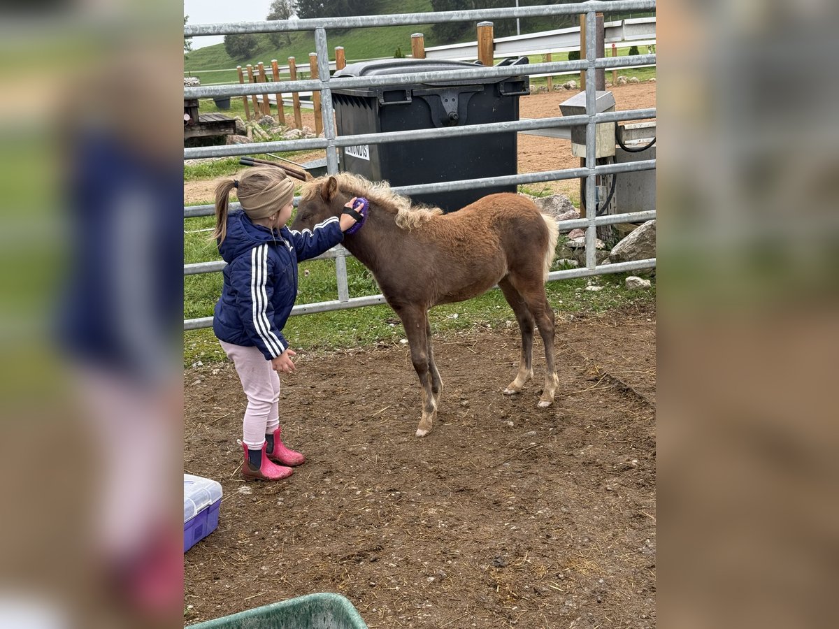 Classic Pony Stallion Foal (07/2025) 11 hh Chestnut in Aitrang