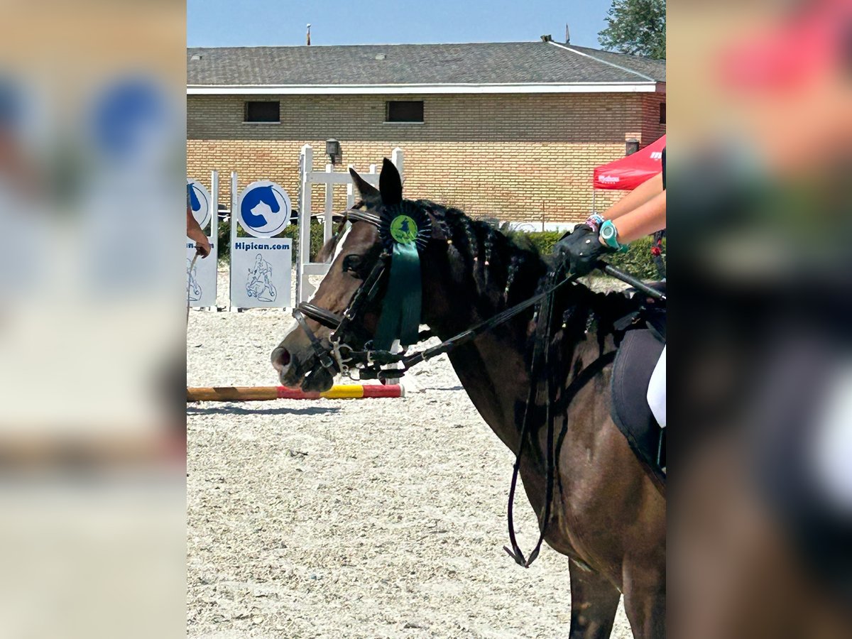 Classic Pony Stute 10 Jahre 122 cm Brauner in Alcorcon