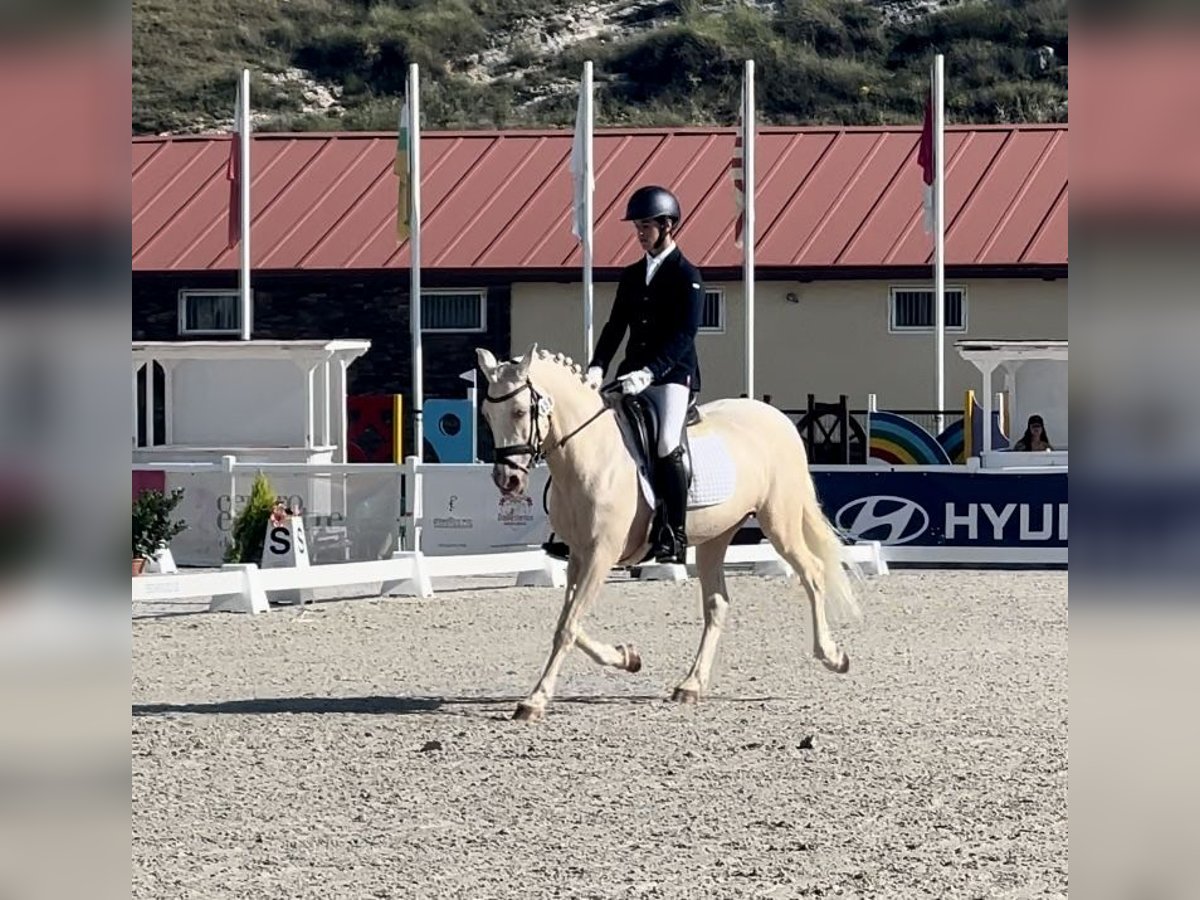 Classic Pony Mix Stute 14 Jahre 138 cm Pearl in Campo RealCampo Real
