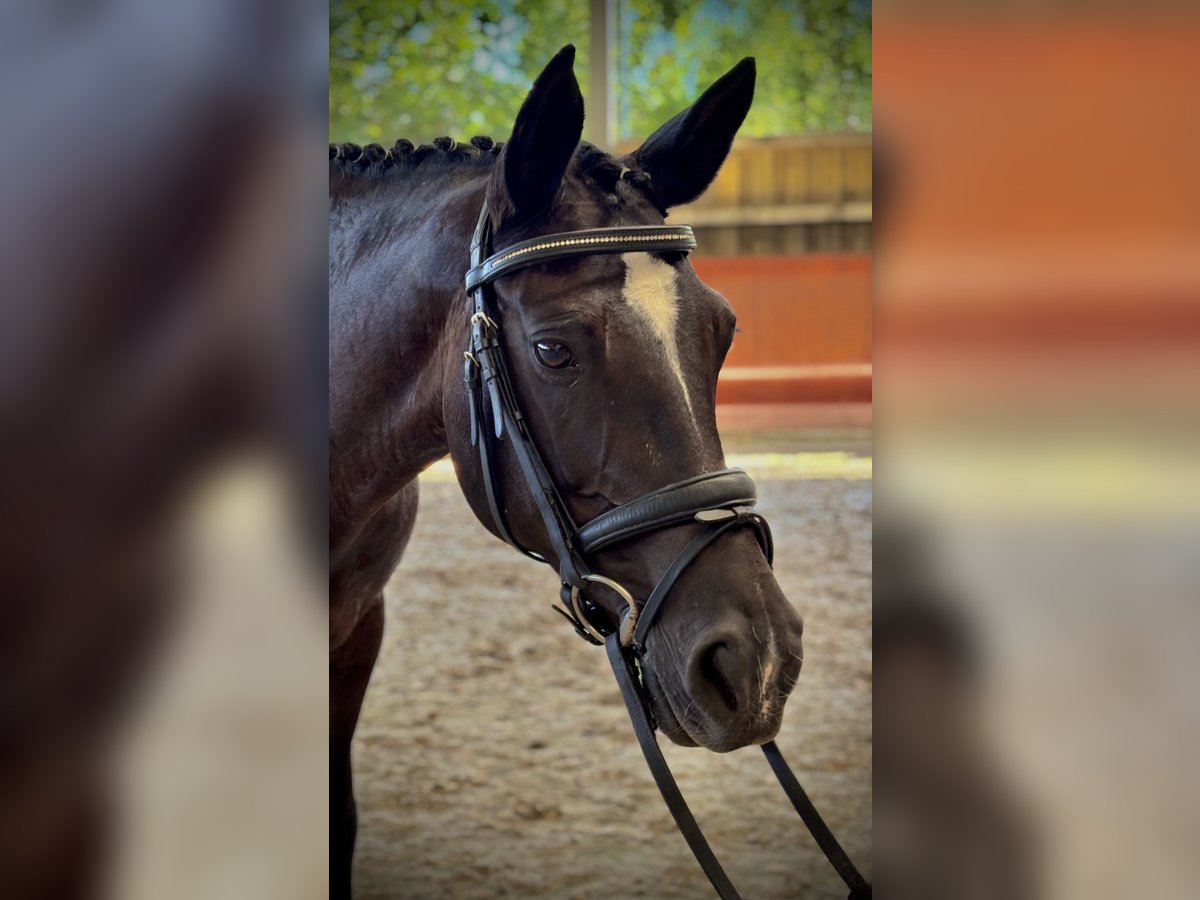 Classic Pony Stute 15 Jahre 148 cm Rappe in EISCHEN