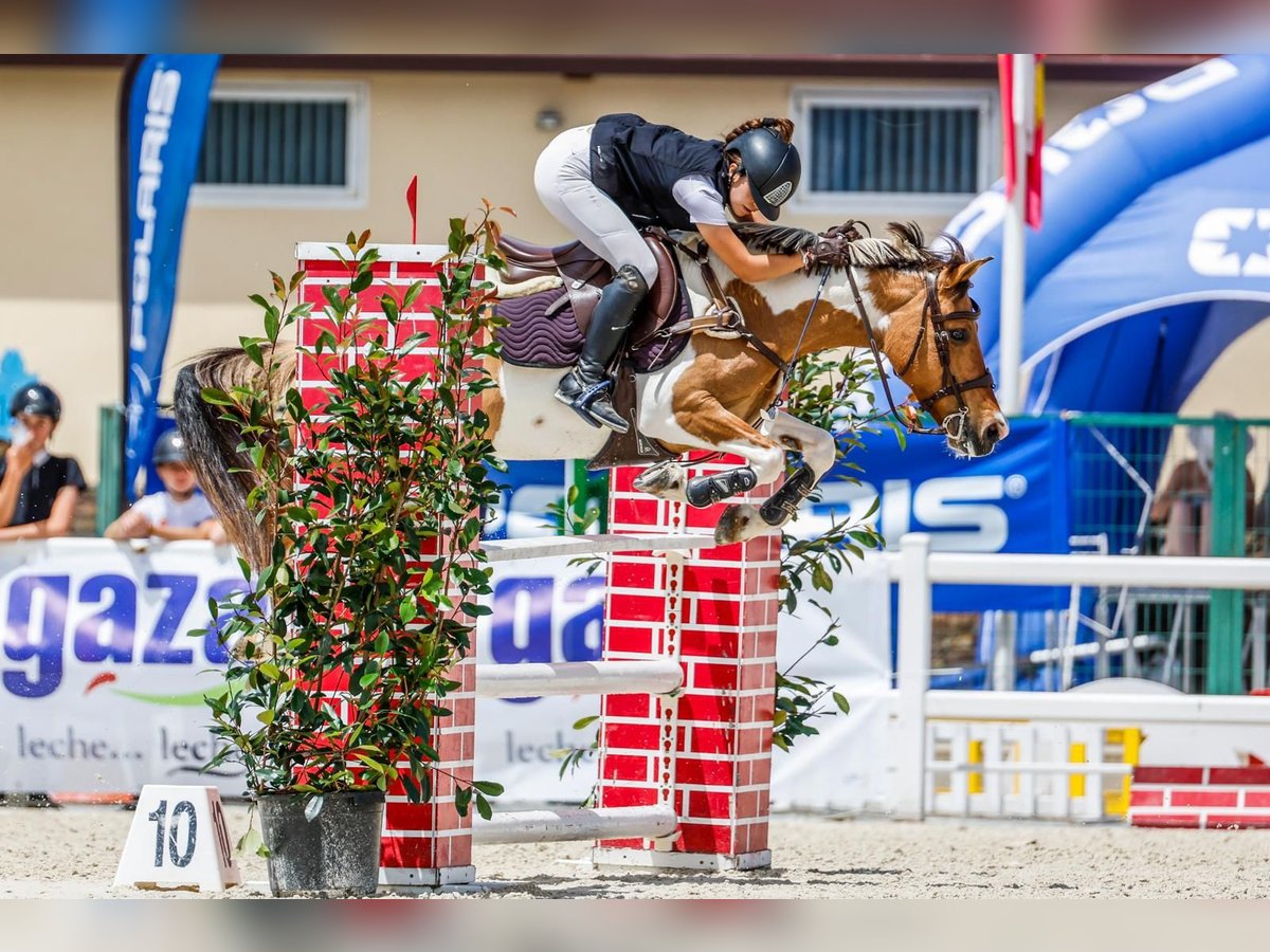 Classic Pony Mix Stute 18 Jahre 140 cm Schecke in Castellon De La Plana/Castello De La Pla