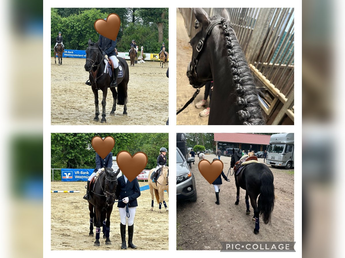 Classic Pony Stute 19 Jahre 145 cm Rappe in Warendorf