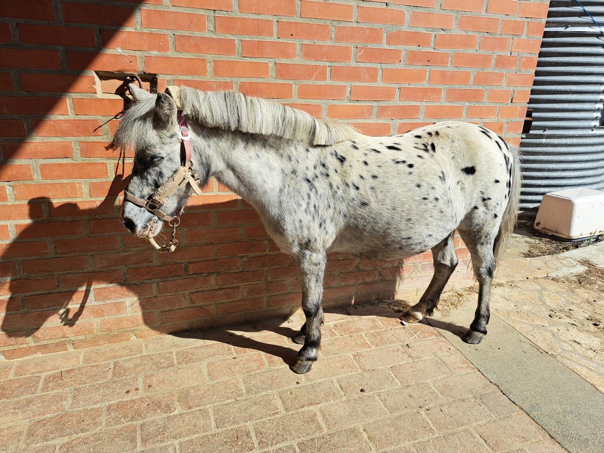 Classic Pony Stute 20 Jahre 110 cm in Krapinske Toplice