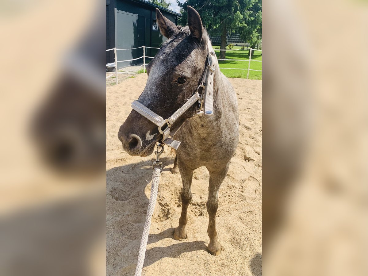 Classic Pony Stute 2 Jahre 112 cm Tigerschecke in Kabelsketal