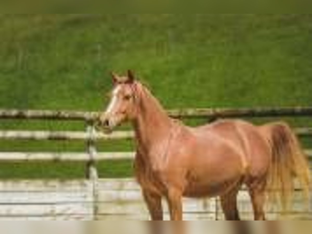 Classic Pony Stute 6 Jahre 147 cm Fuchs in Oytier St Oblas Classic Pony Stute 6 Jahre 147 cm Fuchs in Oytier St Oblas