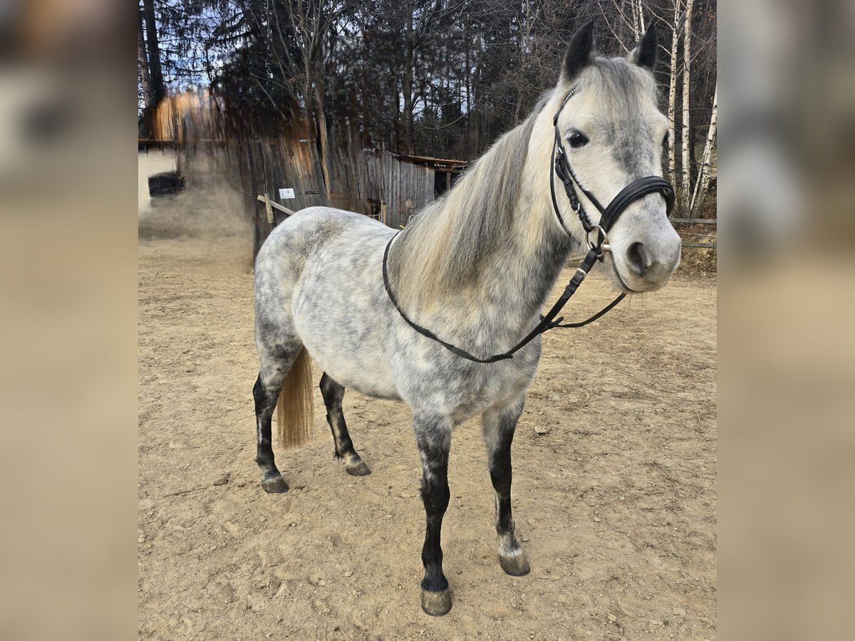 Classic Pony Mix Stute 7 Jahre 130 cm Apfelschimmel in Pöllauberg