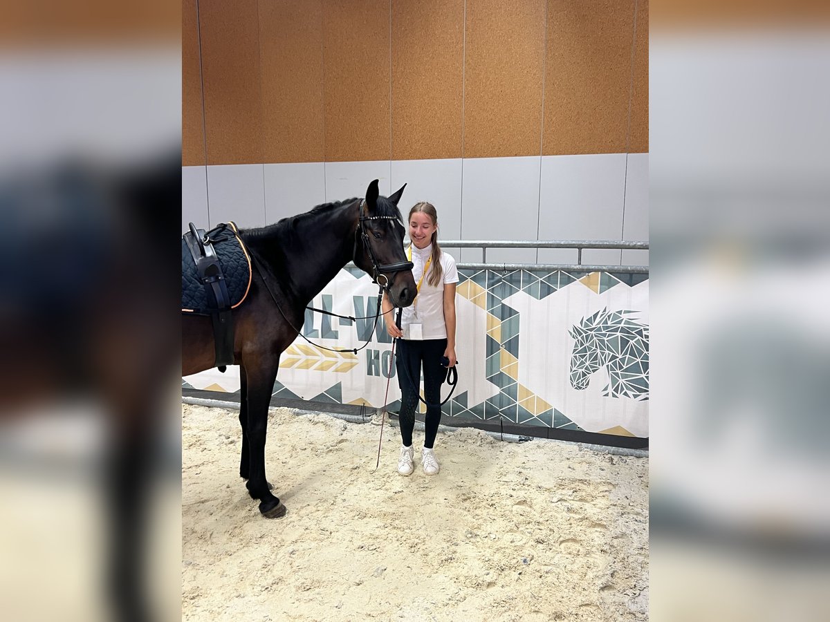 Classic Pony Stute 7 Jahre 147 cm Brauner in Uttendorf