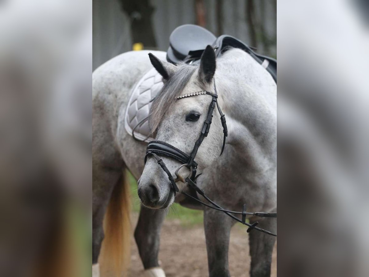 Classic Pony Stute 8 Jahre 146 cm Apfelschimmel in Rosegg