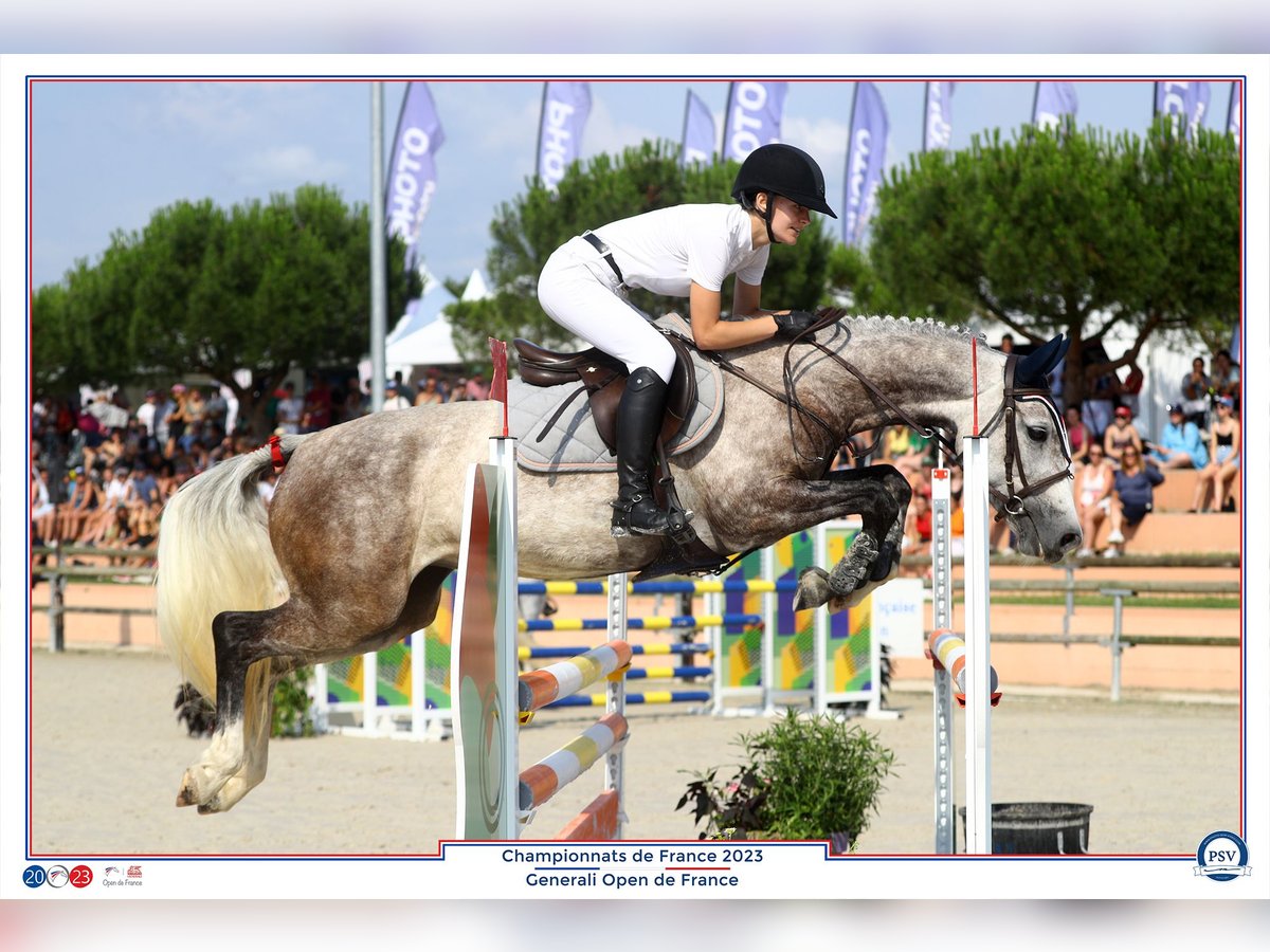 Classic Pony Stute 8 Jahre 148 cm Schimmel in Boisredon