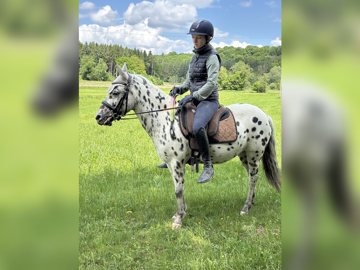 Classic Pony Stute 9 Jahre 125 cm Tigerschecke in Schn&#xFC;rpflingenSchn&#xFC;rpflingen