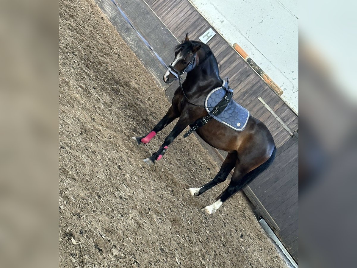 Classic Pony Wałach 10 lat 128 cm Ciemnogniada in Schkopau Korbetha