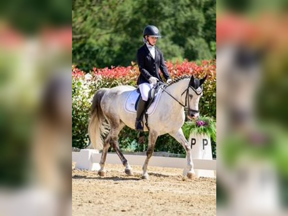 Classic Pony Wałach 11 lat Siwa in Tabeaio (San Marti&#xF1;o)