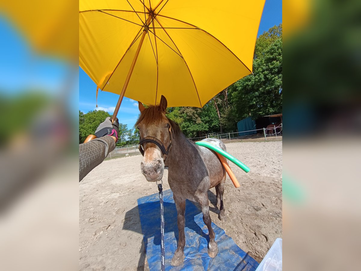 Classic Pony Mix Wallach 10 Jahre 133 cm Roan-Red in Hatten